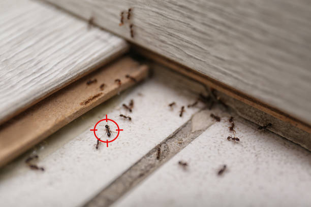 Best Insect Control  in Rafter J Ranch, WY