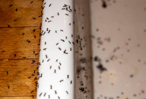 Best Local Pest Control Services  in Rafter J Ranch, WY